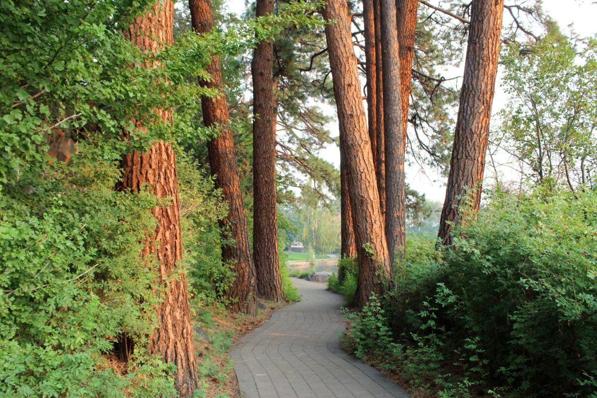 river trail towards pioneer park