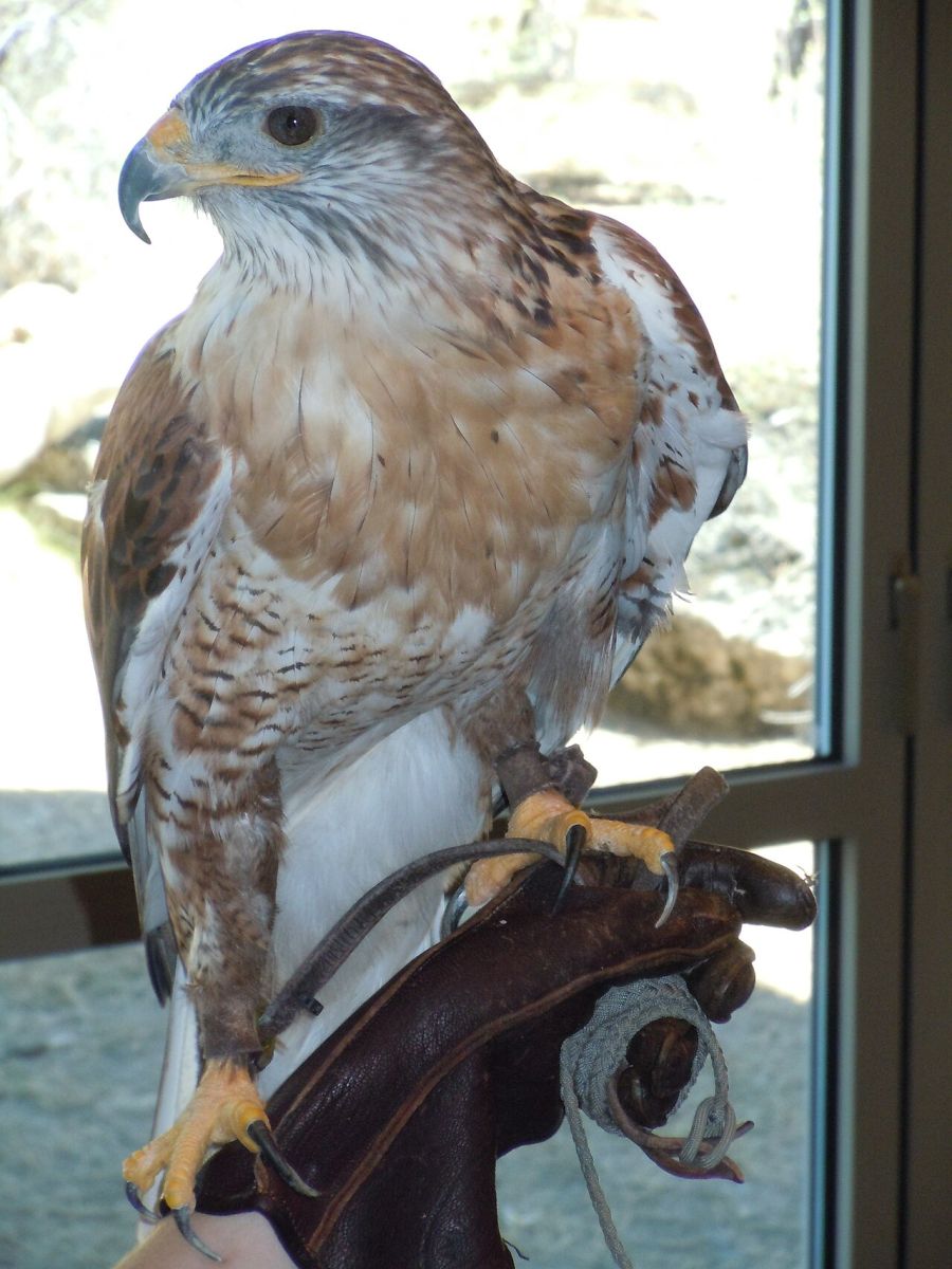 live hawk at the museum